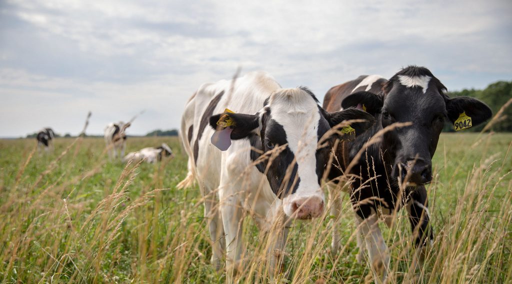 Cows in a pasture.
