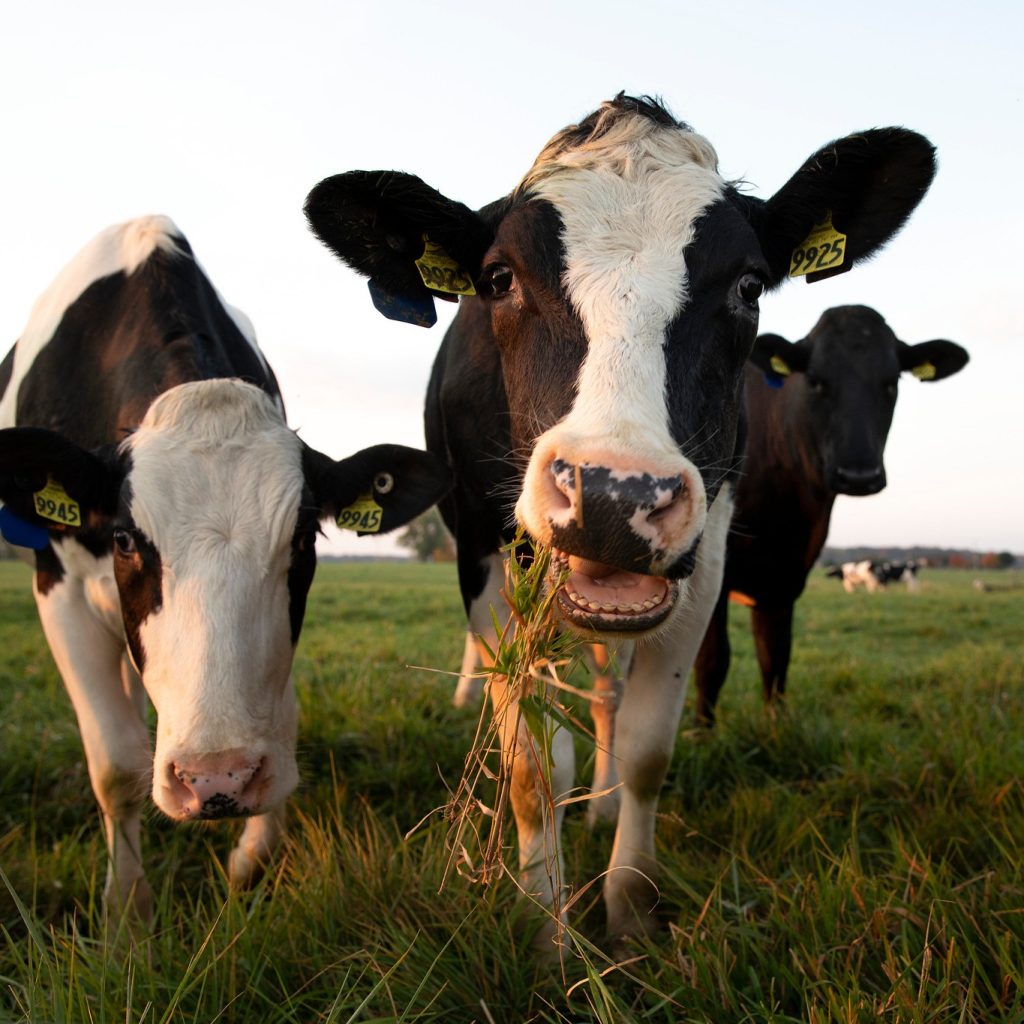 Holstein heifers munching on grass in pasture.