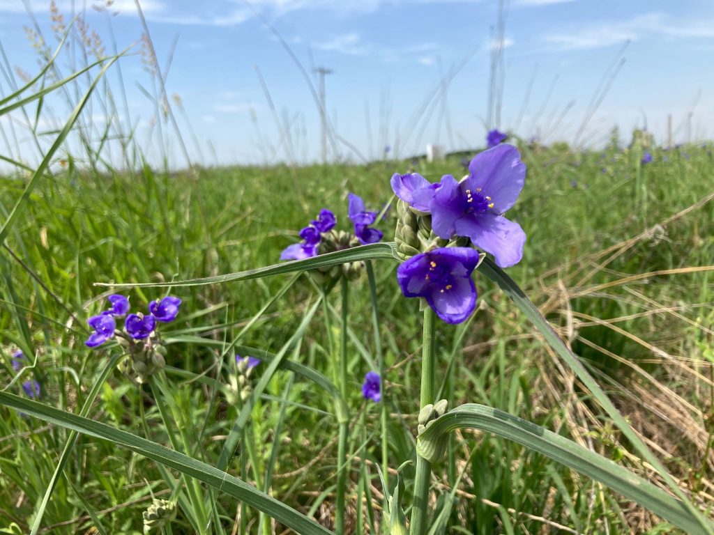 Purple spiderwort bloom in native wildflower pollinator bed 